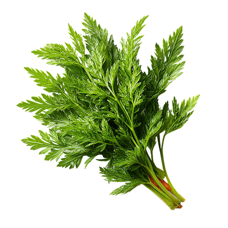 Carrot leaf