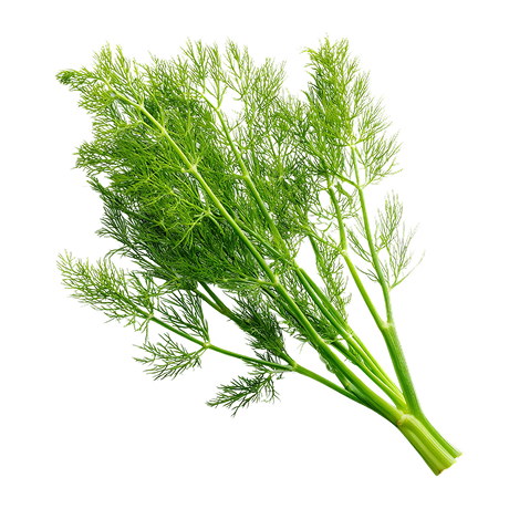 Fennel