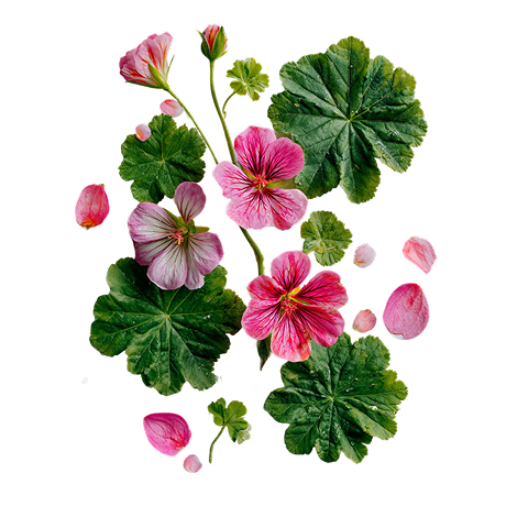 Geranium